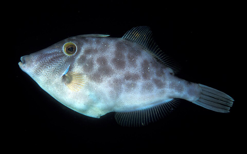 ภาพ ปลาวัวหนัง scaber (Meuschenia scaber)