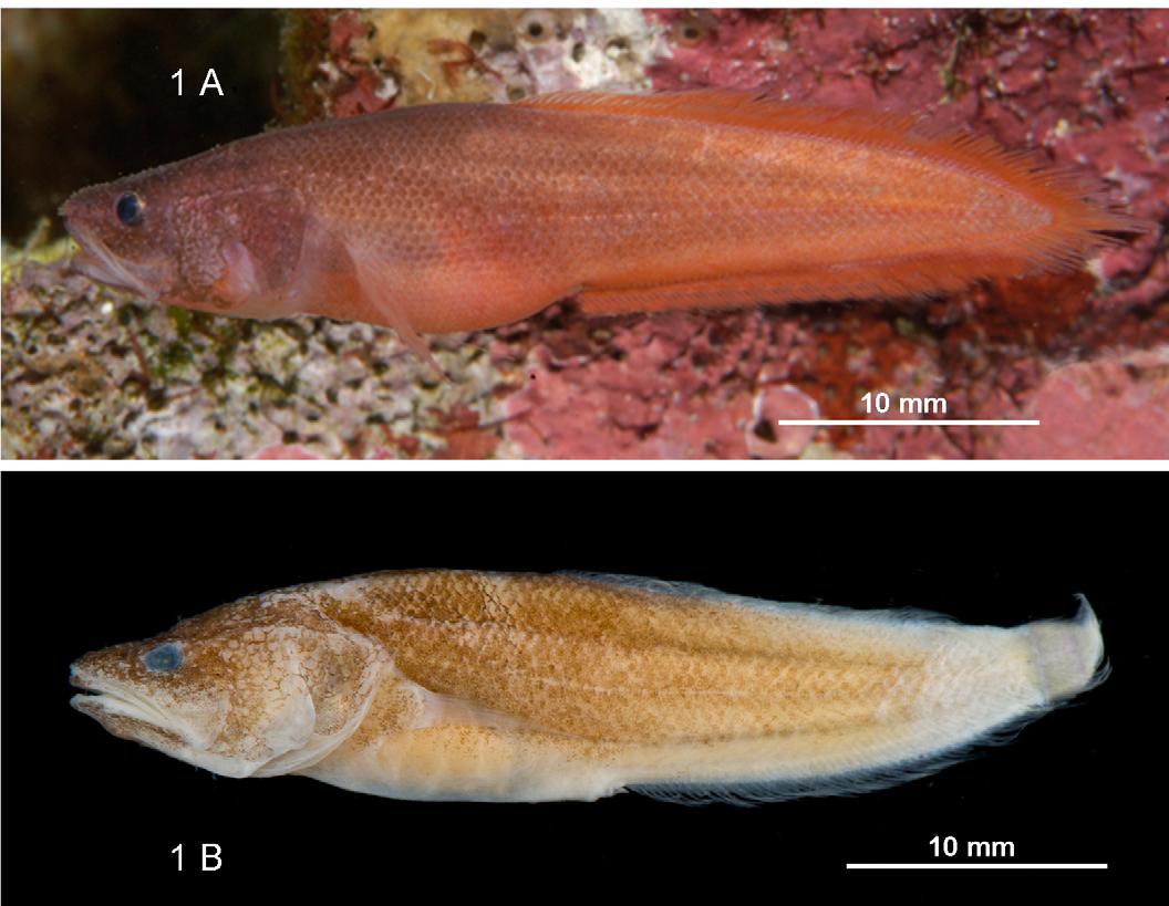 ภาพ ปลา geraldalleni (Microbrotula geraldalleni)