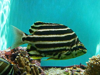 ภาพ ปลา strigatus (Microcanthus strigatus)