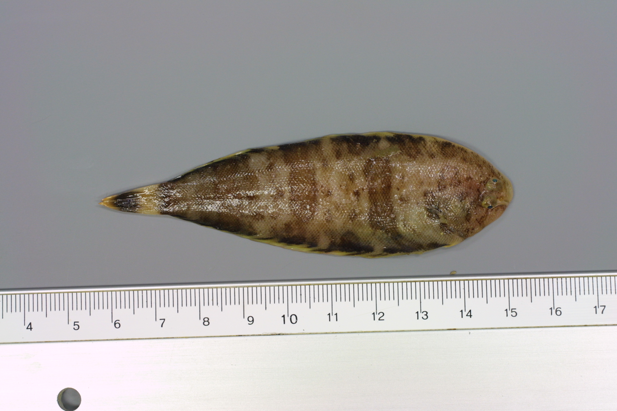 ภาพ ปลา variegatus (Microchirus variegatus)