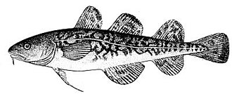 ภาพ ปลา tomcod (Microgadus tomcod)