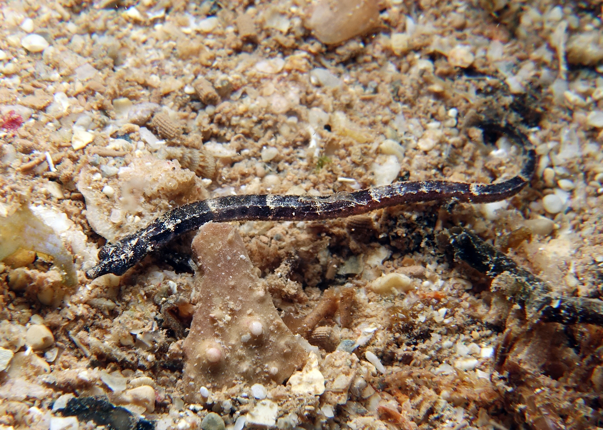 ภาพ ปลาจิ้มฟันจระเข้ micronotopterus (Micrognathus micronotopterus)