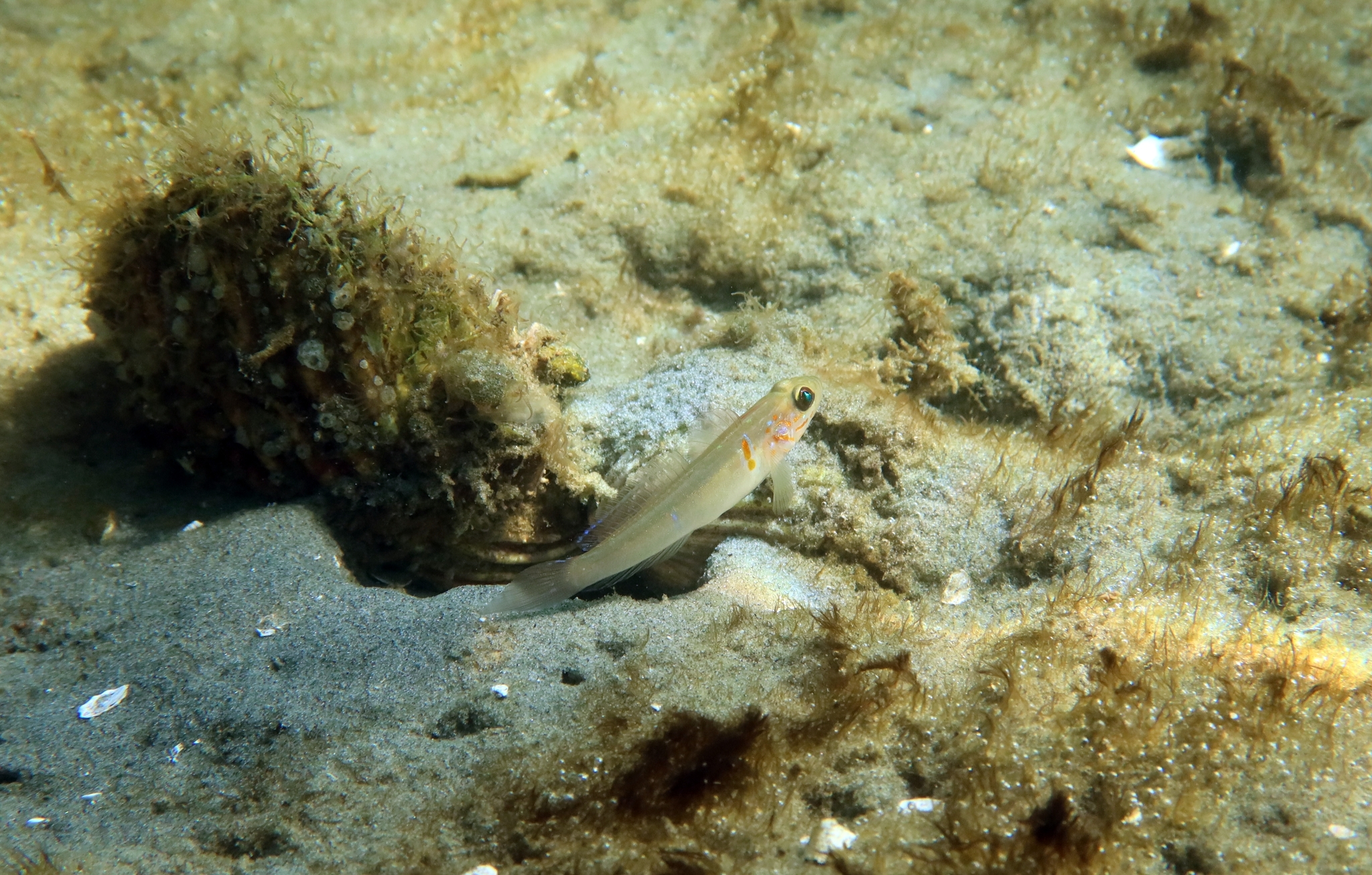 ภาพ ปลาบู่บู่ (Microgobius brevispinis)
