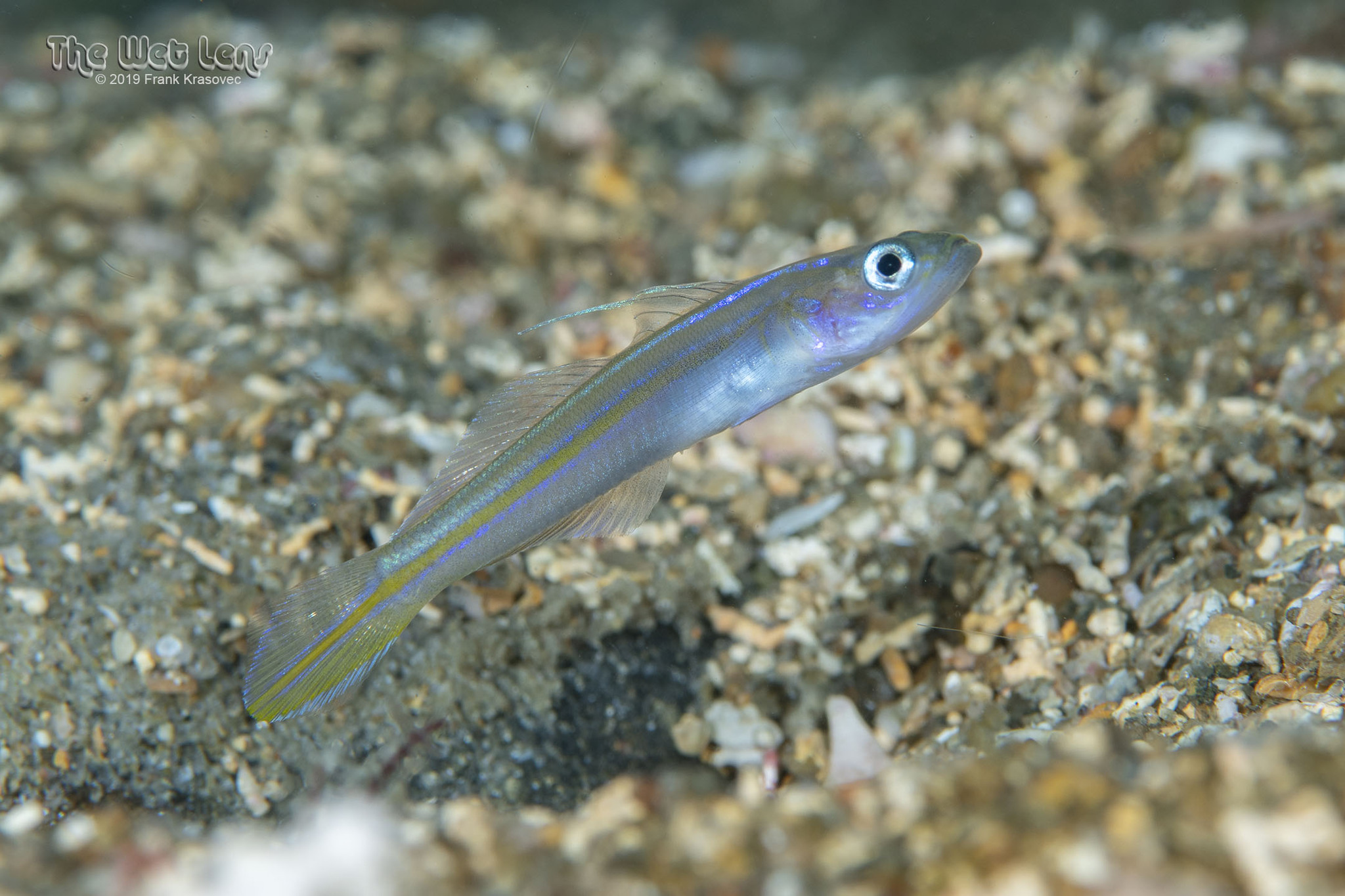 ภาพ ปลาบู่บู่ (Microgobius carri)
