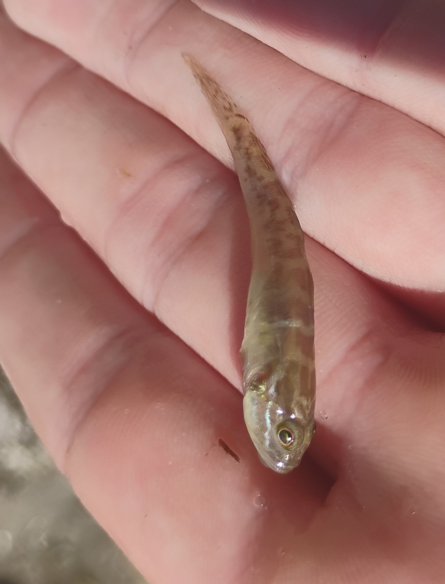 ภาพ ปลาบู่ตัวตลกบู่ (Microgobius gulosus)