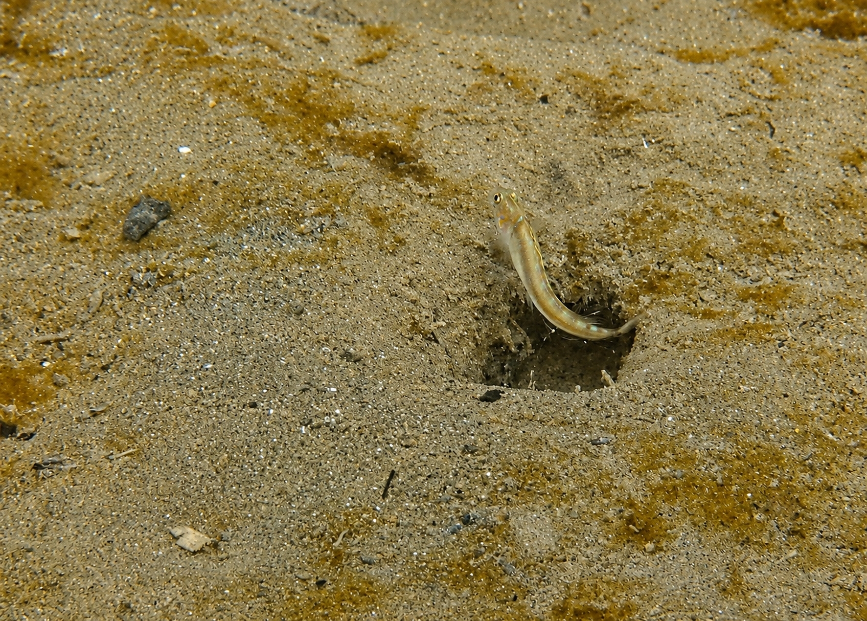 ภาพ ปลาบู่บู่ (Microgobius meeki)
