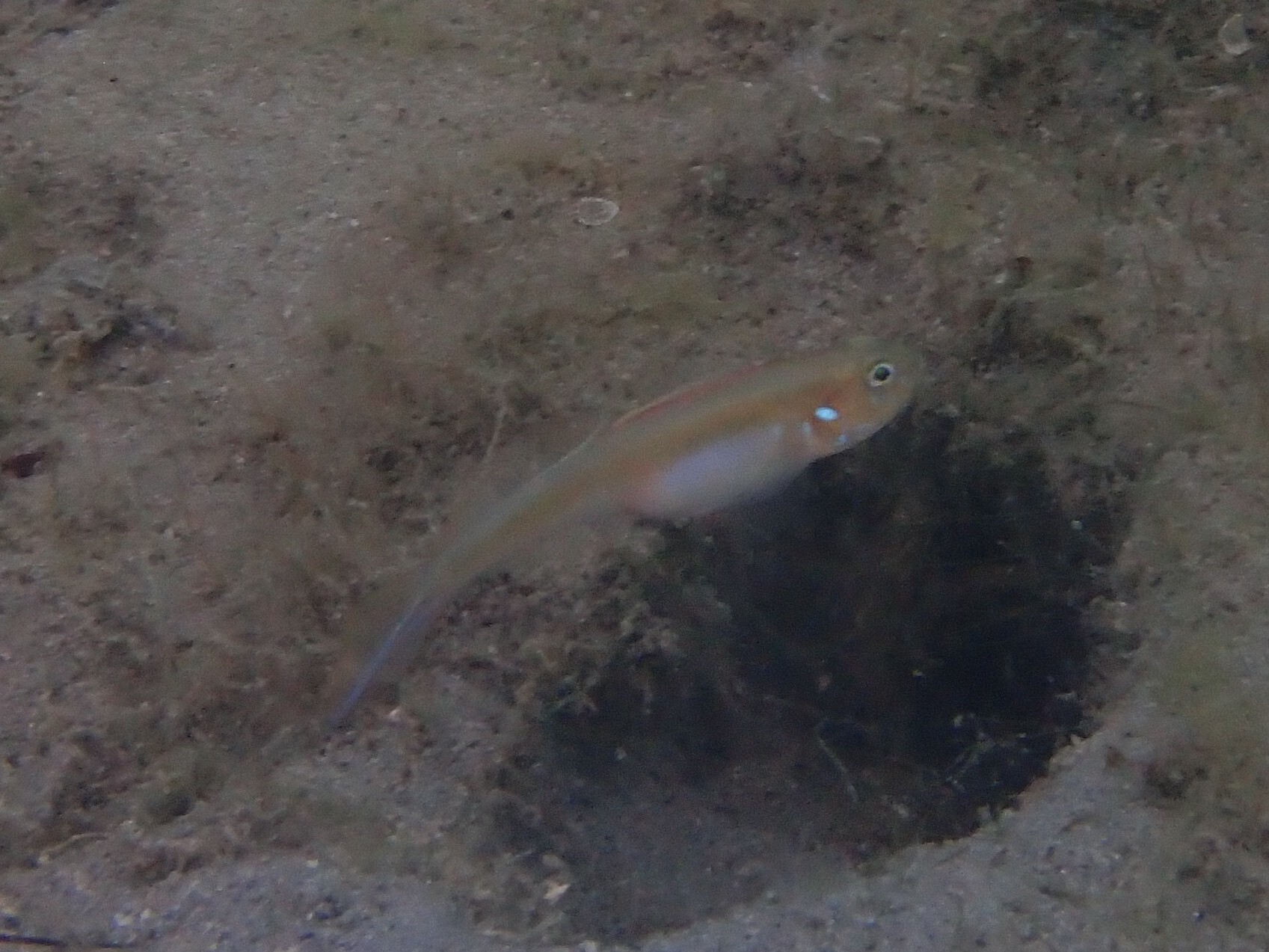 ภาพ ปลาบู่บู่ (Microgobius microlepis)