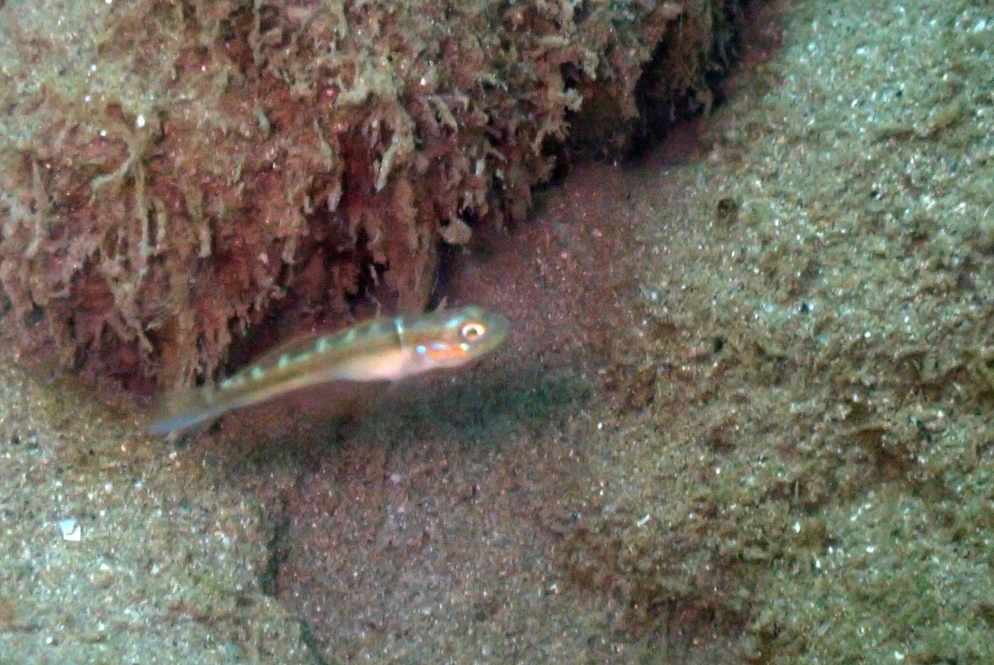 ภาพ ปลาบู่บู่ (Microgobius signatus)