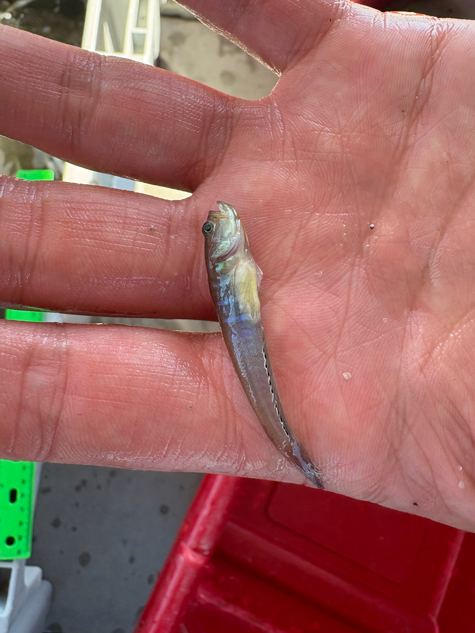 ภาพ ปลาบู่เขียวบู่ (Microgobius thalassinus)