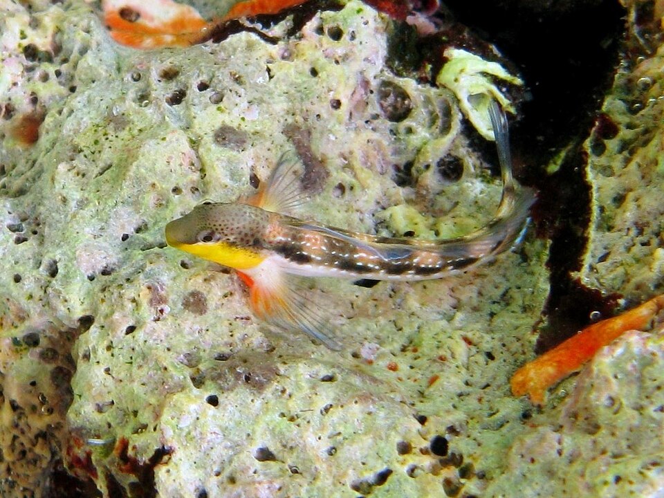 ภาพ ปลาตั๊กแตนหินตั๊กแตนหิน (Microlipophrys adriaticus)