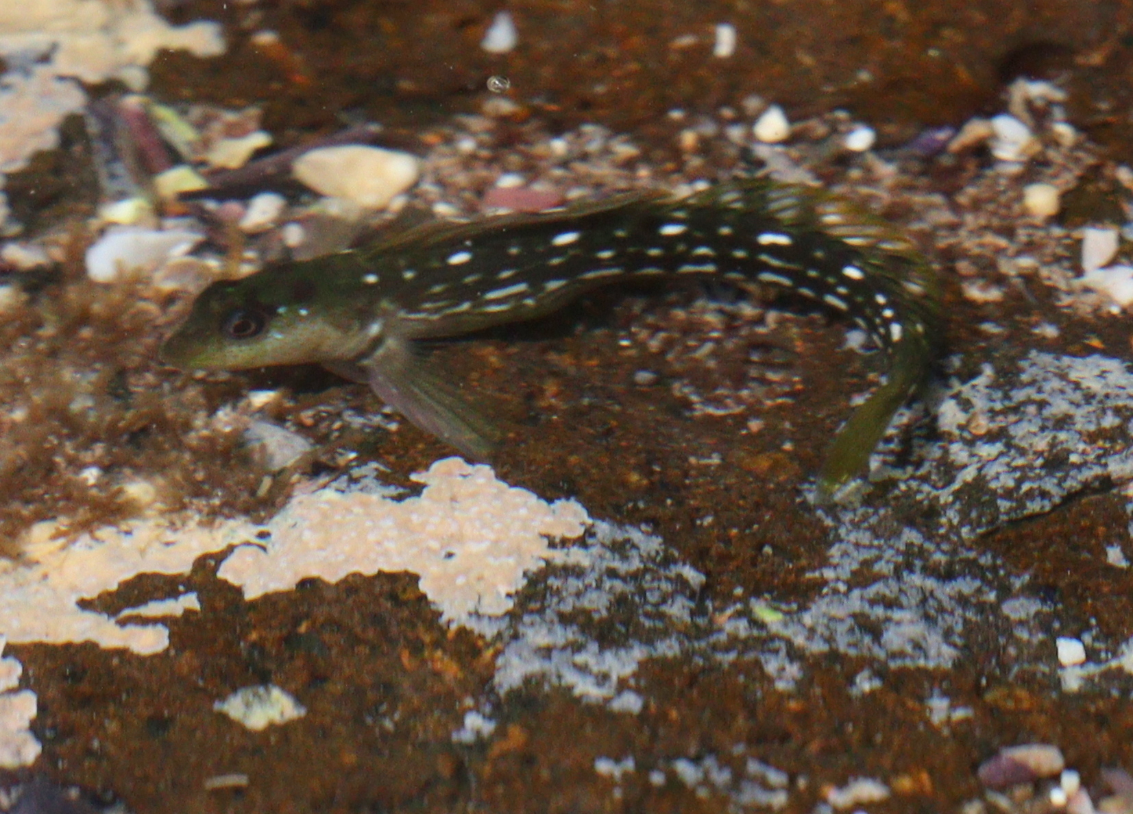 ภาพ ปลาตั๊กแตนหิน caboverdensis (Microlipophrys caboverdensis)