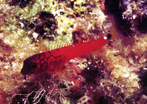 ภาพ ปลาตั๊กแตนหินดำตั๊กแตนหิน (Microlipophrys nigriceps)