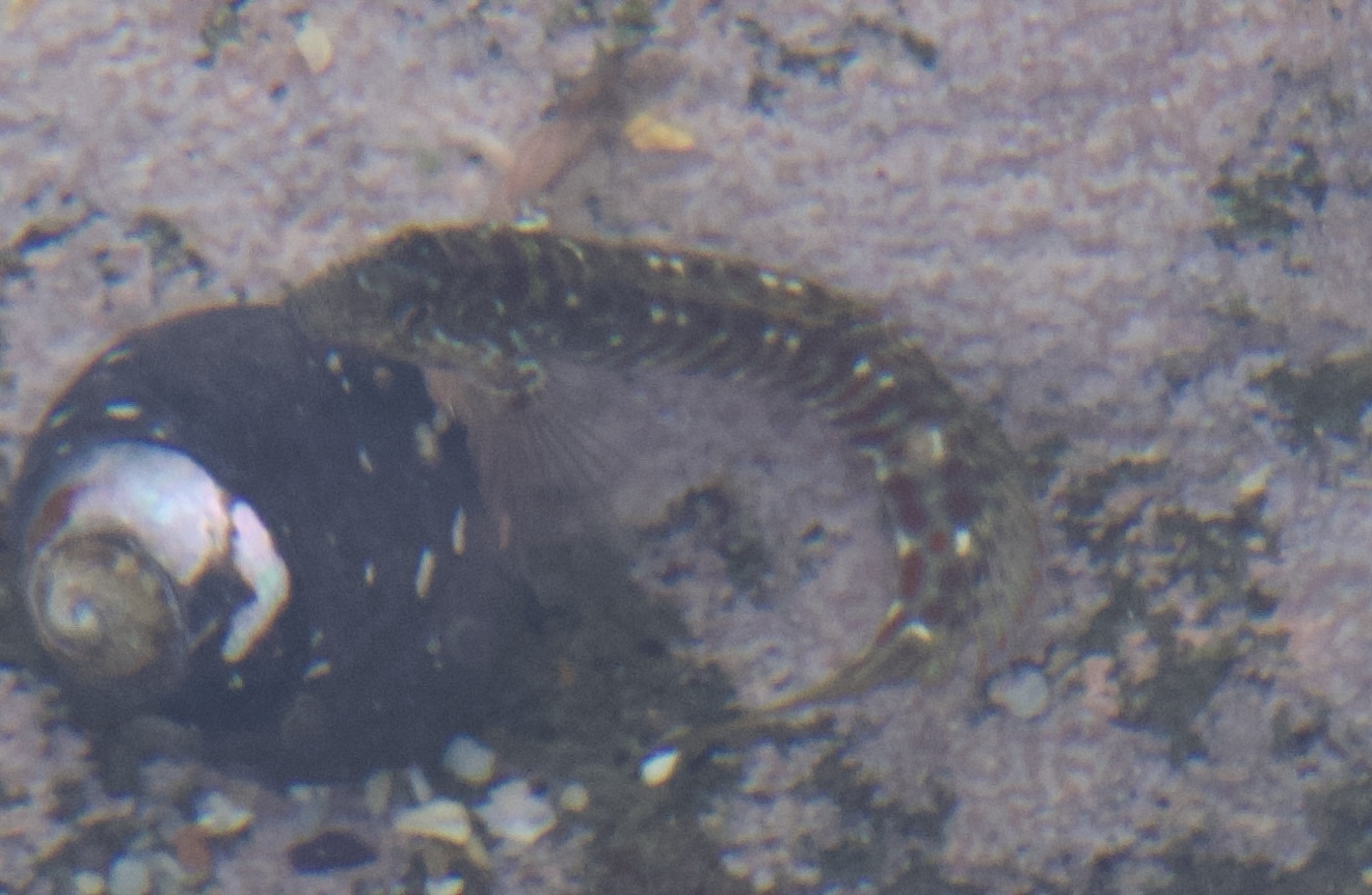ภาพ ปลาตั๊กแตนหินครีบใบเรือตั๊กแตนหิน (Microlipophrys velifer)