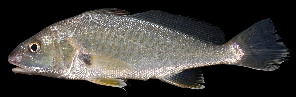 ภาพ ปลาจวดแอตแลนติก (Micropogonias undulatus)