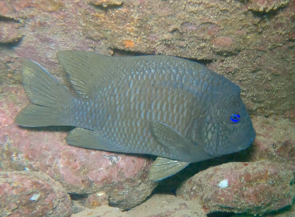 ภาพ ปลาสลิดหินหัวโหนก (Microspathodon bairdii)