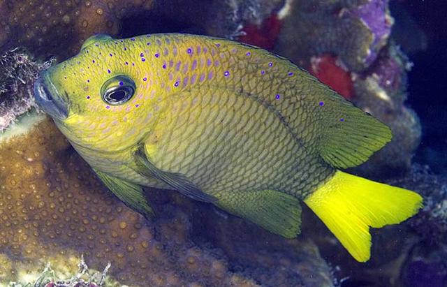 ภาพ ปลาสลิดหิน chrysurus (Microspathodon chrysurus)
