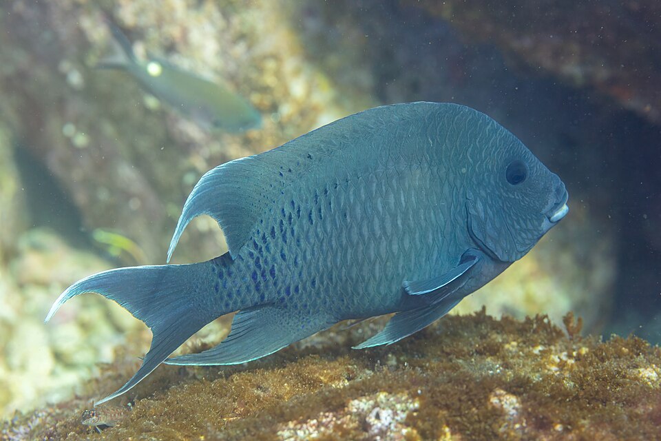ภาพ ปลาสลิดหินยักษ์ (Microspathodon dorsalis)