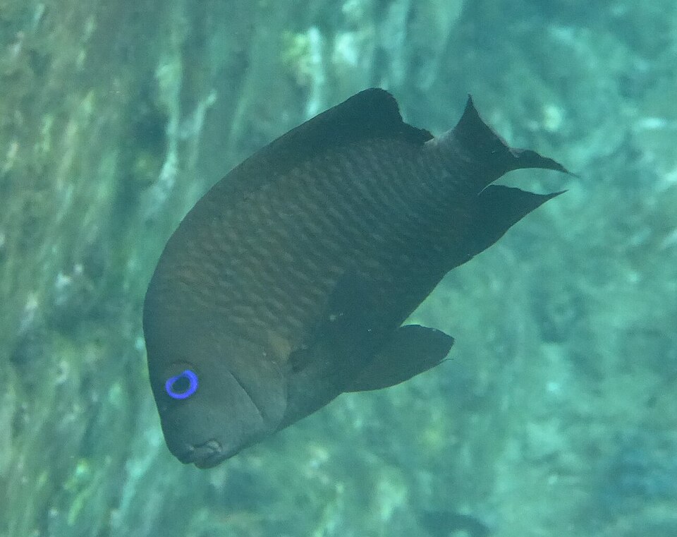 ภาพ ปลาสลิดหิน frontatus (Microspathodon frontatus)