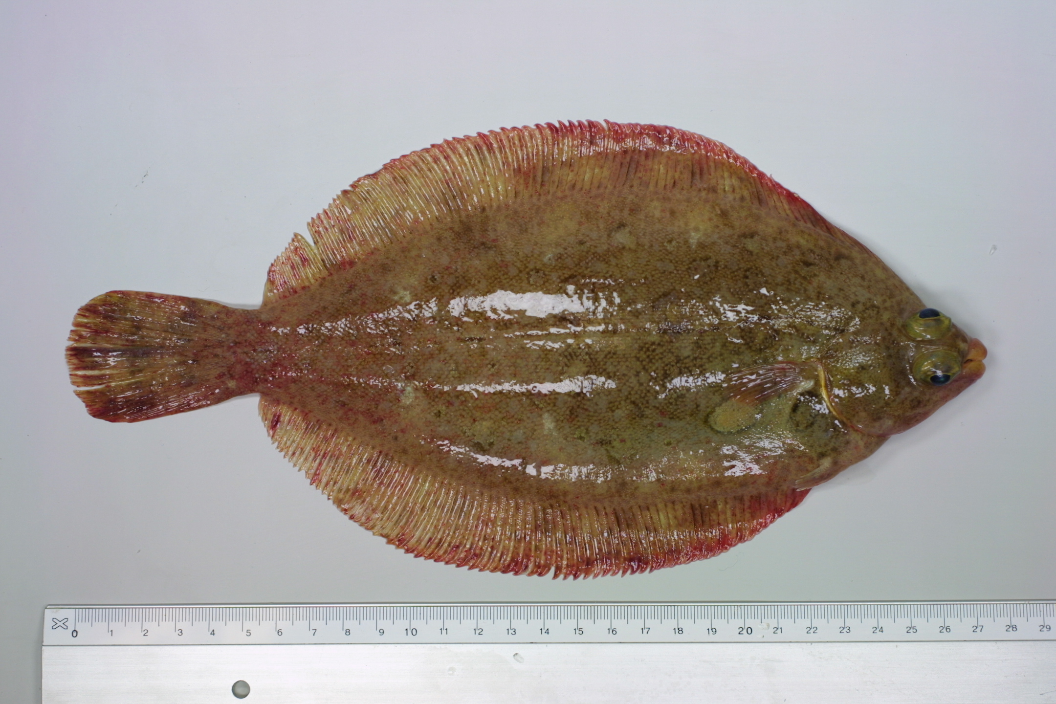 ภาพ ปลา kitt (Microstomus kitt)