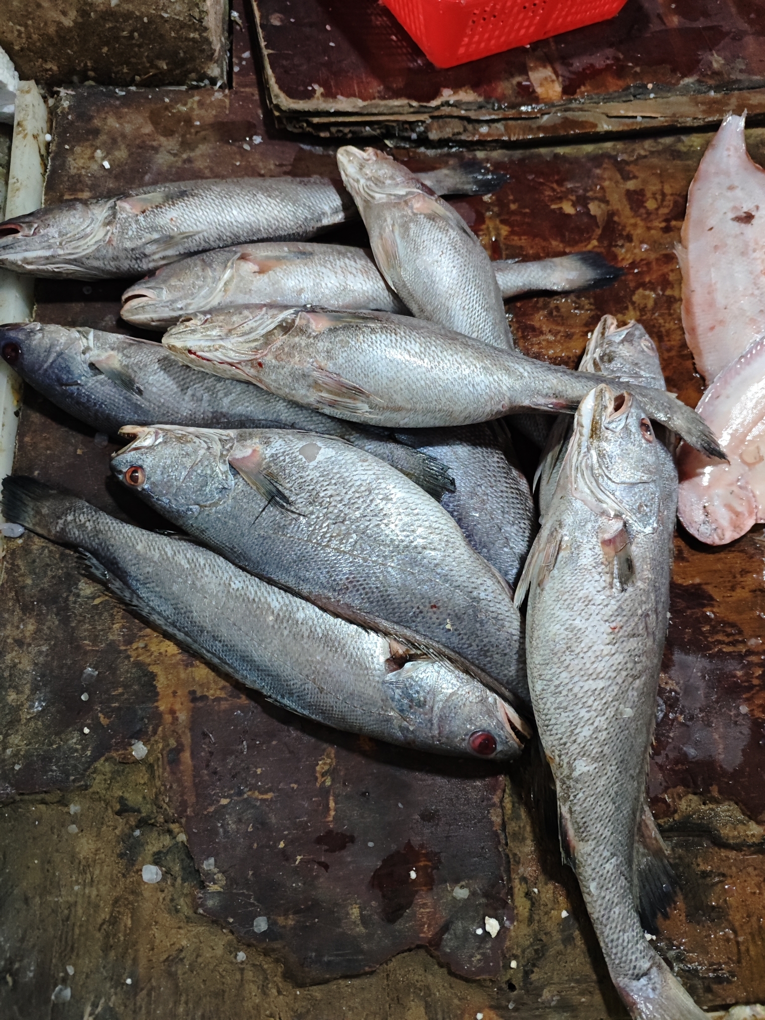 ภาพ ปลาจวดน้ำตาล (Miichthys miiuy)