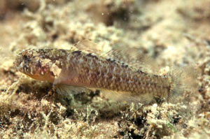 ภาพ ปลาบู่บู่ (Millerigobius macrocephalus)