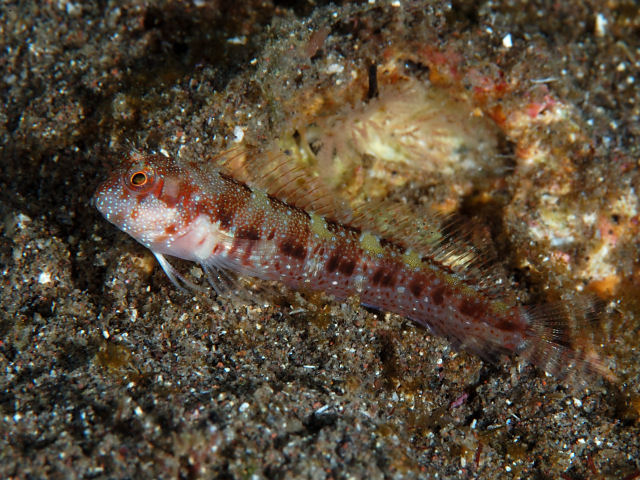 ภาพ ปลาตั๊กแตนหินลายบั้งตั๊กแตนหิน (Mimoblennius atrocinctus)