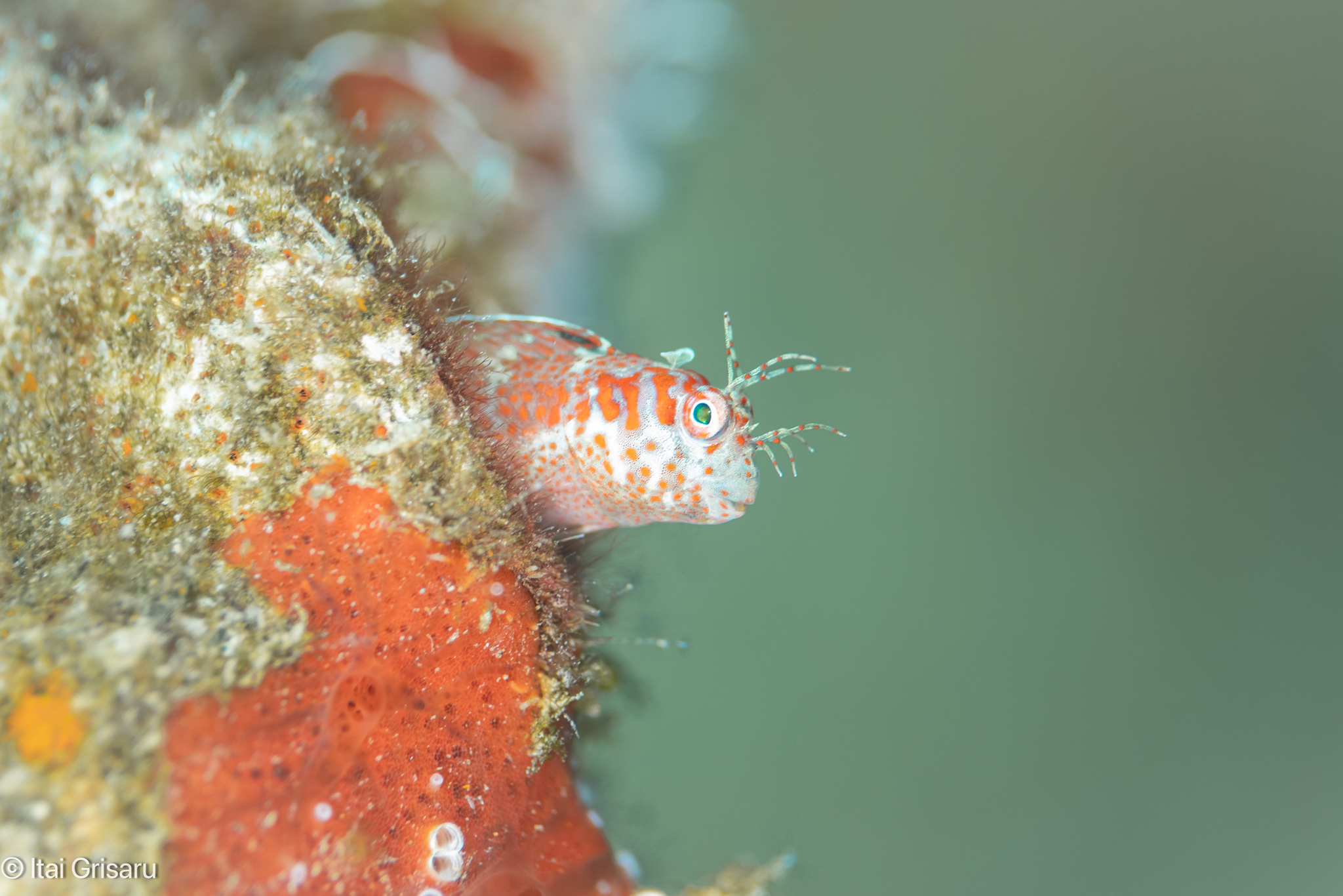 ภาพ ปลาตั๊กแตนหินมีพู่ตั๊กแตนหิน (Mimoblennius cirrosus)