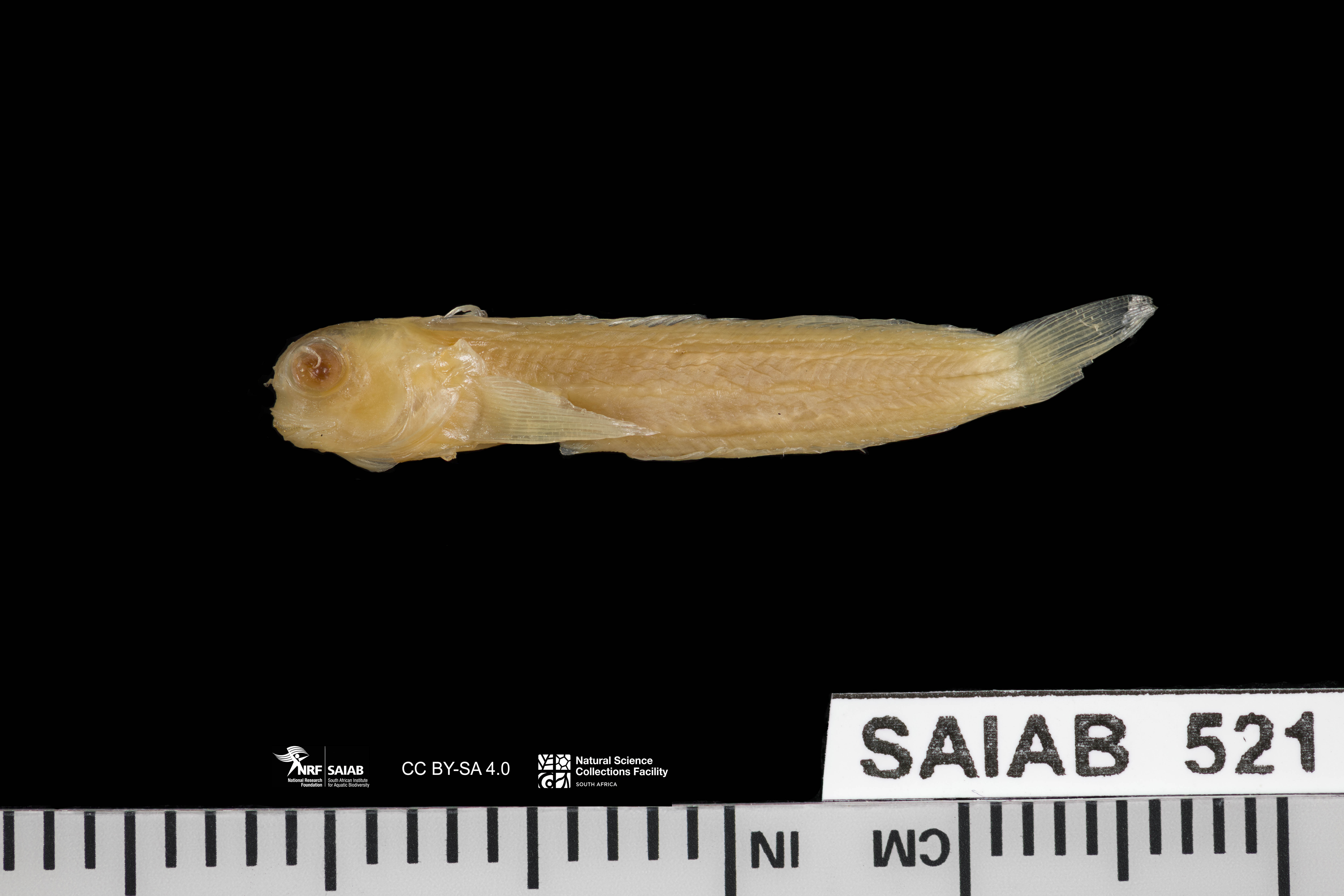 ภาพ ปลาตั๊กแตนหินตั๊กแตนหิน (Mimoblennius rusi)