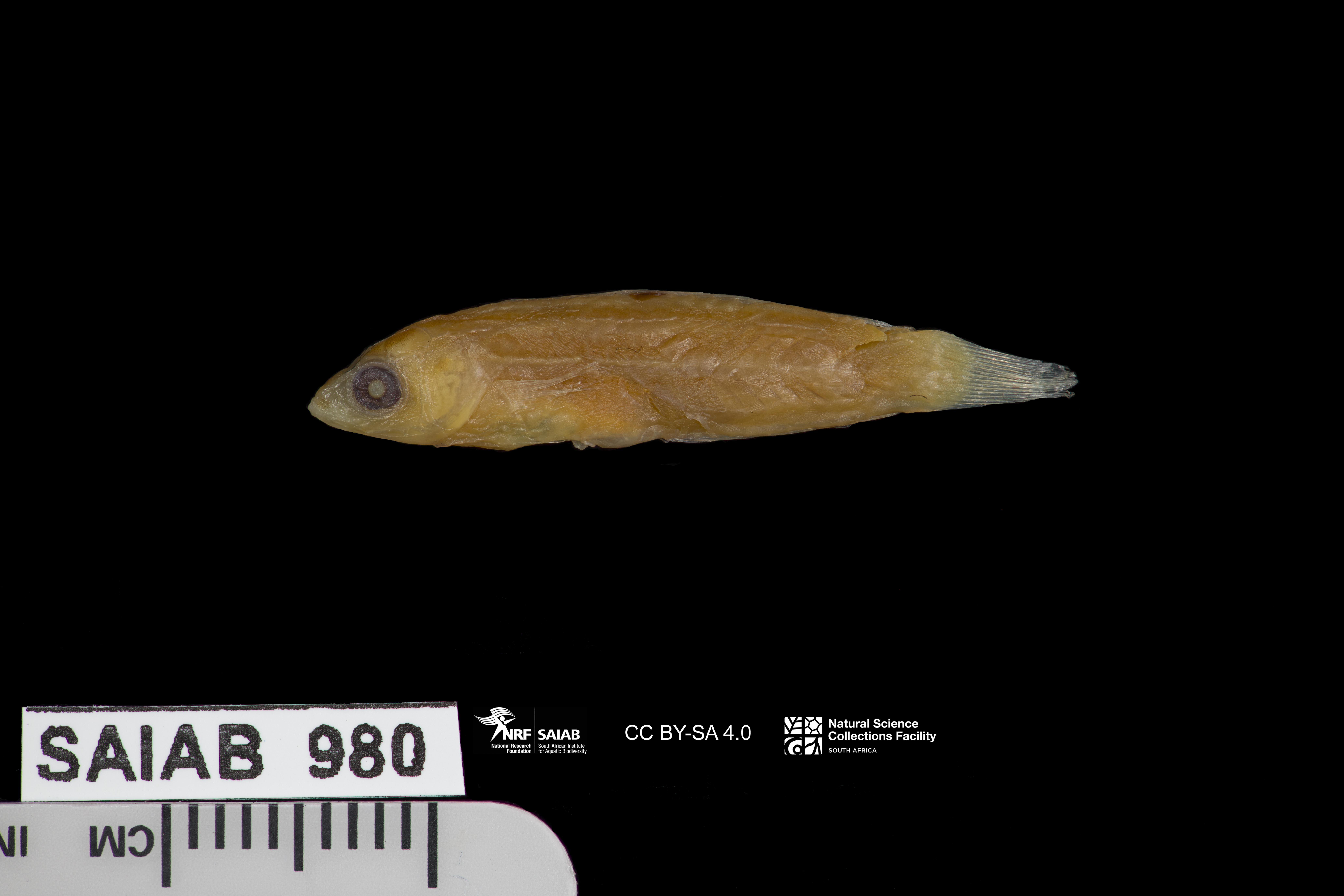ภาพ ปลานกขุนทอง striatus (Minilabrus striatus)