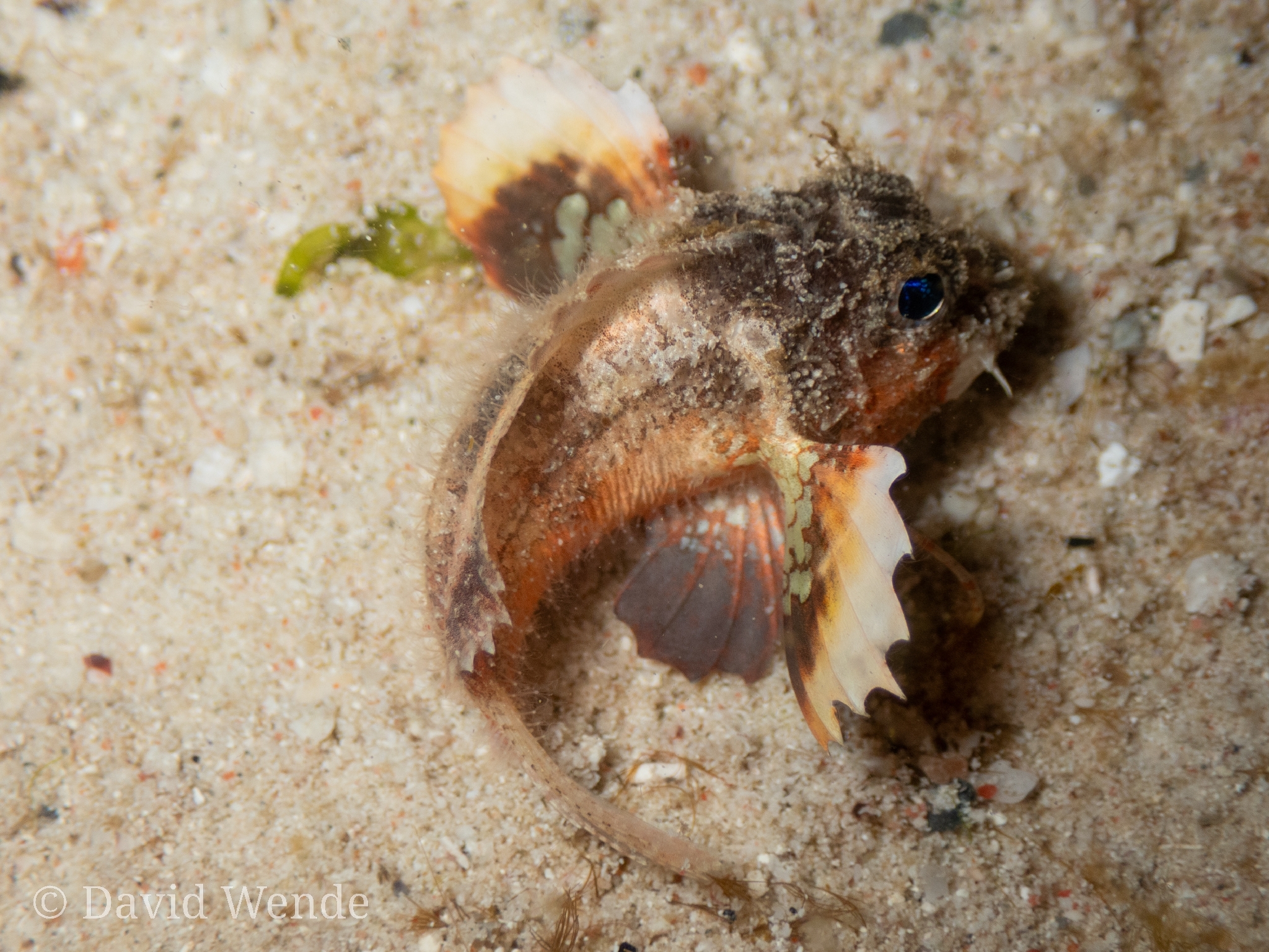 ภาพ ปลา groeneveldi (Minous groeneveldi)