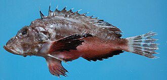 ภาพ ปลา monodactylus (Minous monodactylus)