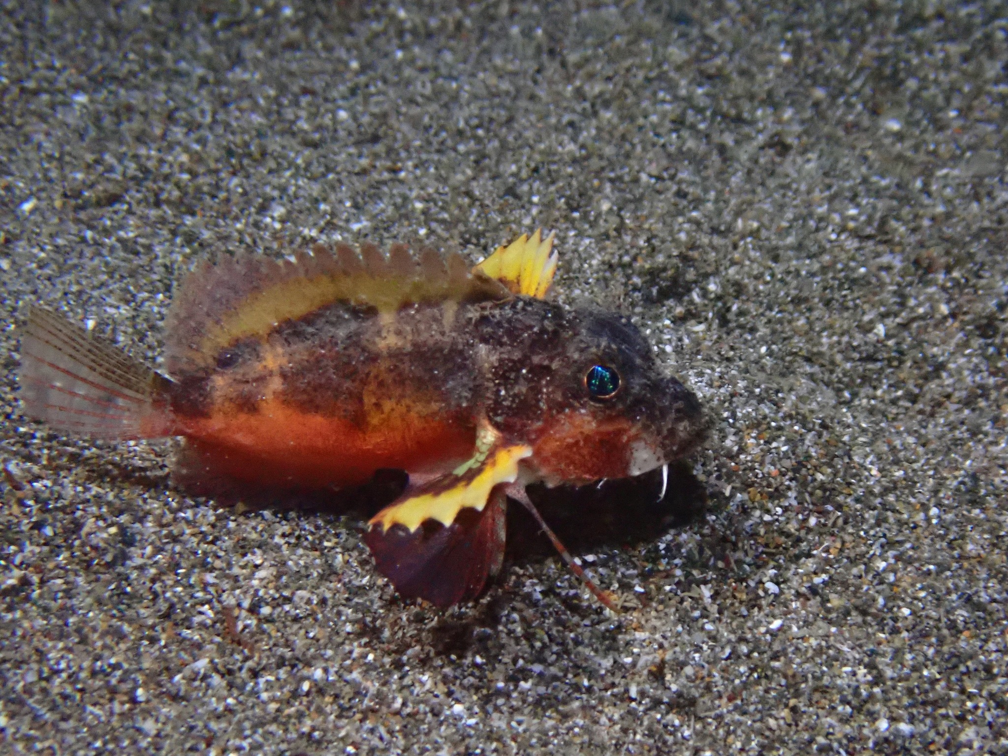 ภาพ ปลา pictus (Minous pictus)