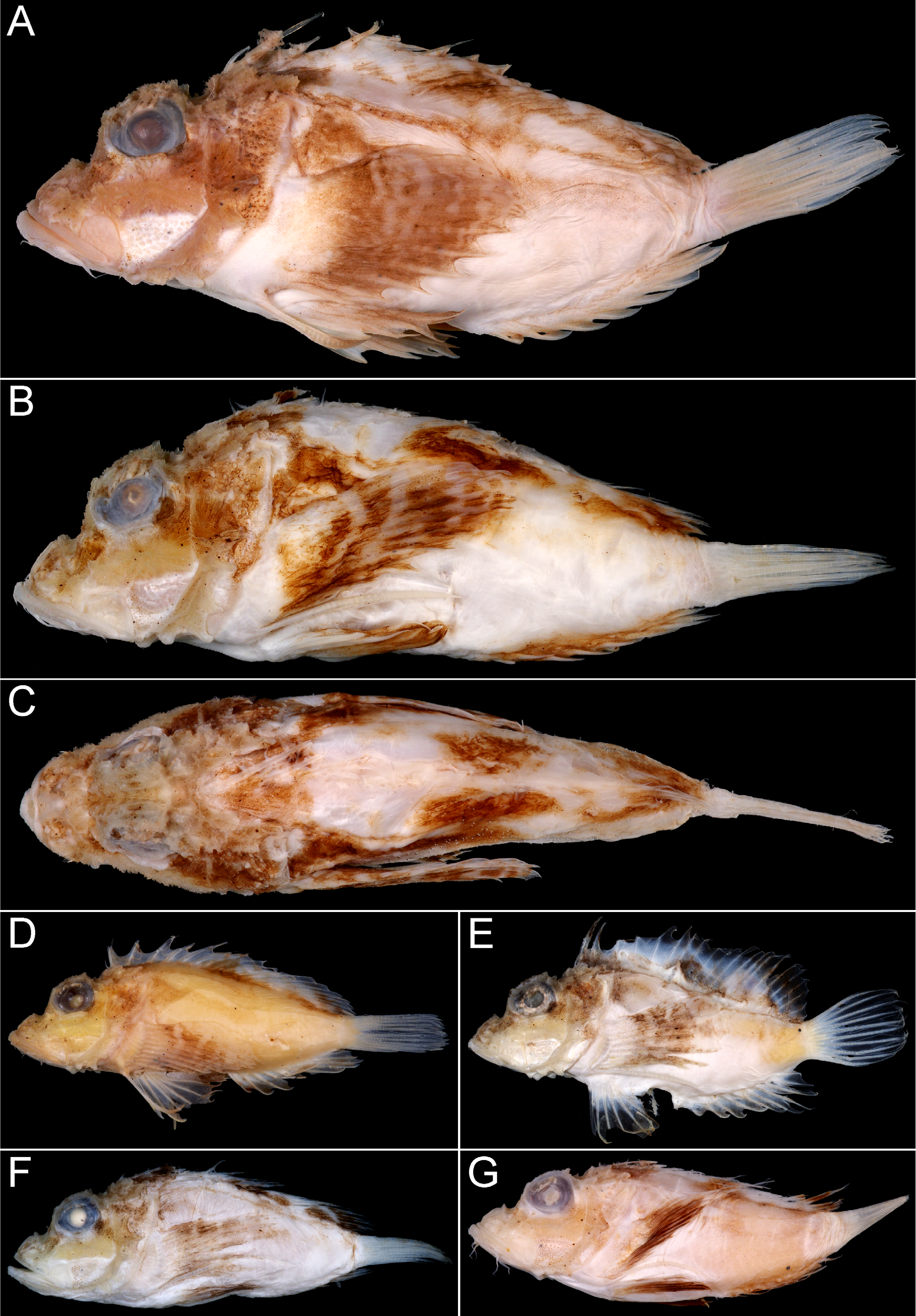 ภาพ ปลา roseus (Minous roseus)