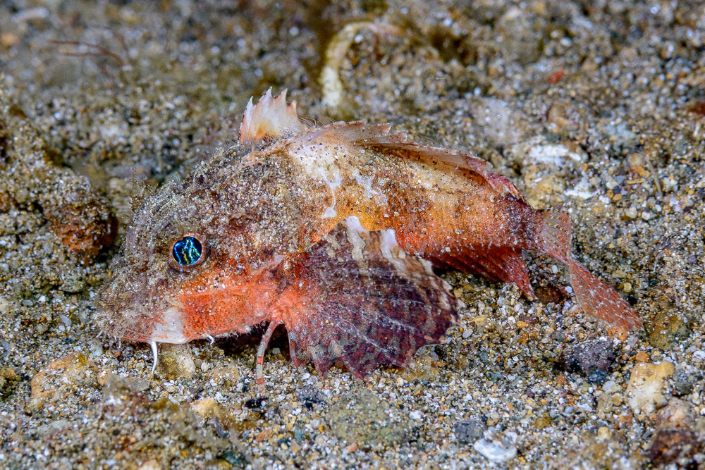 ภาพ ปลา trachycephalus (Minous trachycephalus)