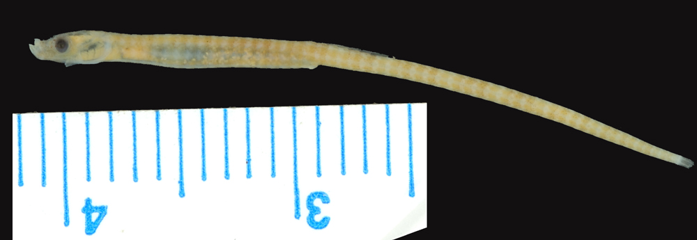 ภาพ ปลาจิ้มฟันจระเข้แอตแลนติก (Minyichthys inusitatus)