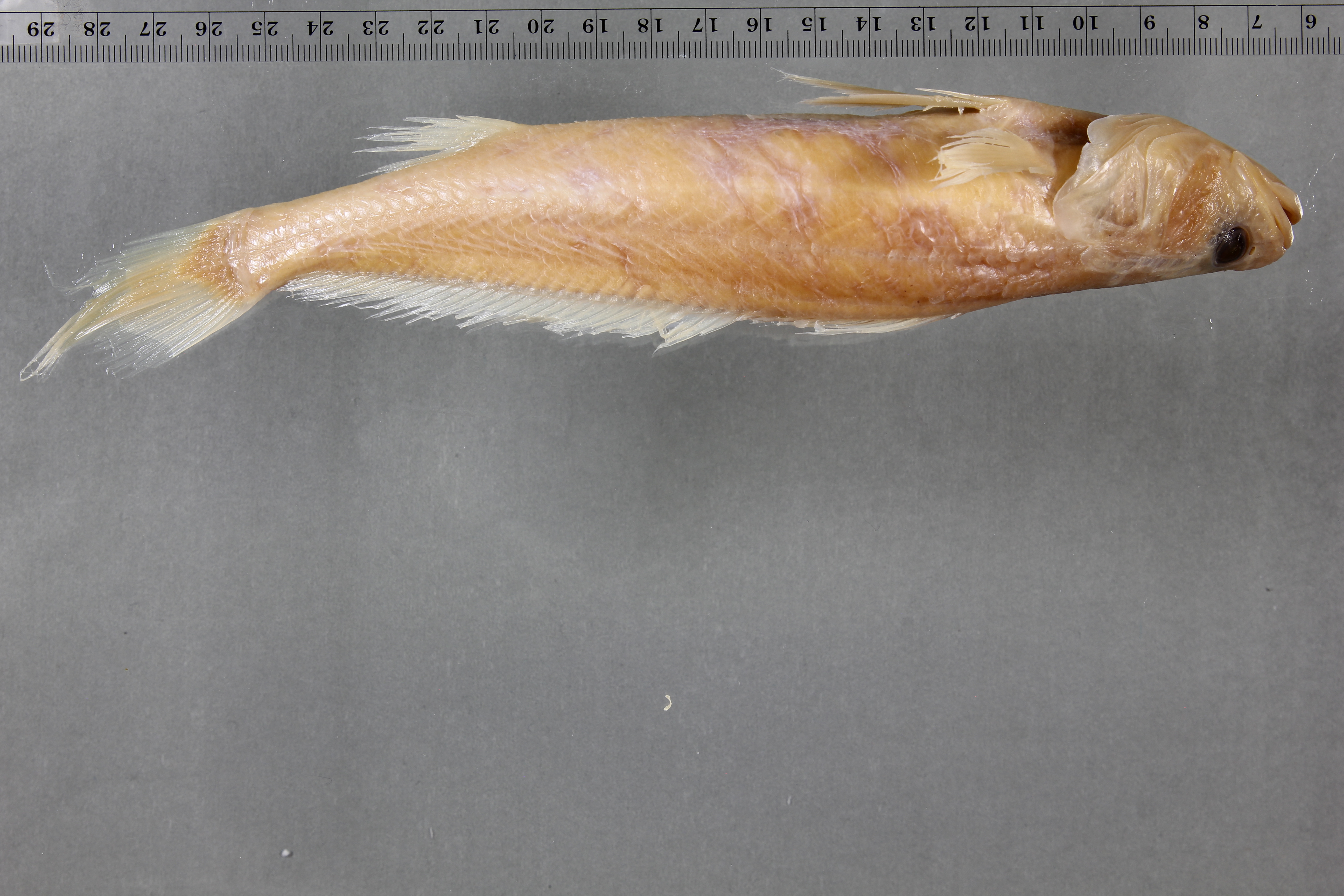 ภาพ ปลาจวด angolensis (Miracorvina angolensis)