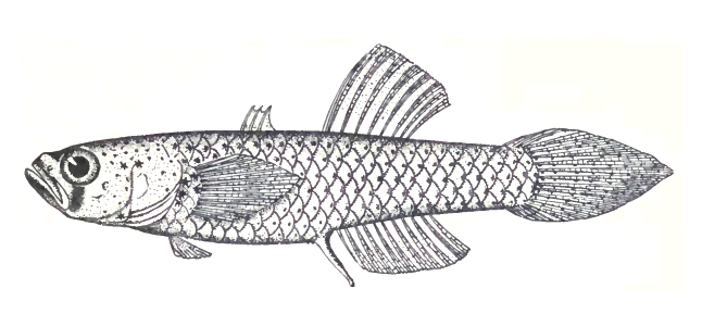 ภาพ ปลาบู่ luzonensis (Mistichthys luzonensis)