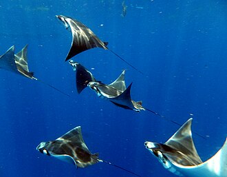 ภาพ ปลา hypostoma (Mobula hypostoma)