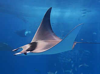ภาพ ปลา japanica (Mobula japanica)