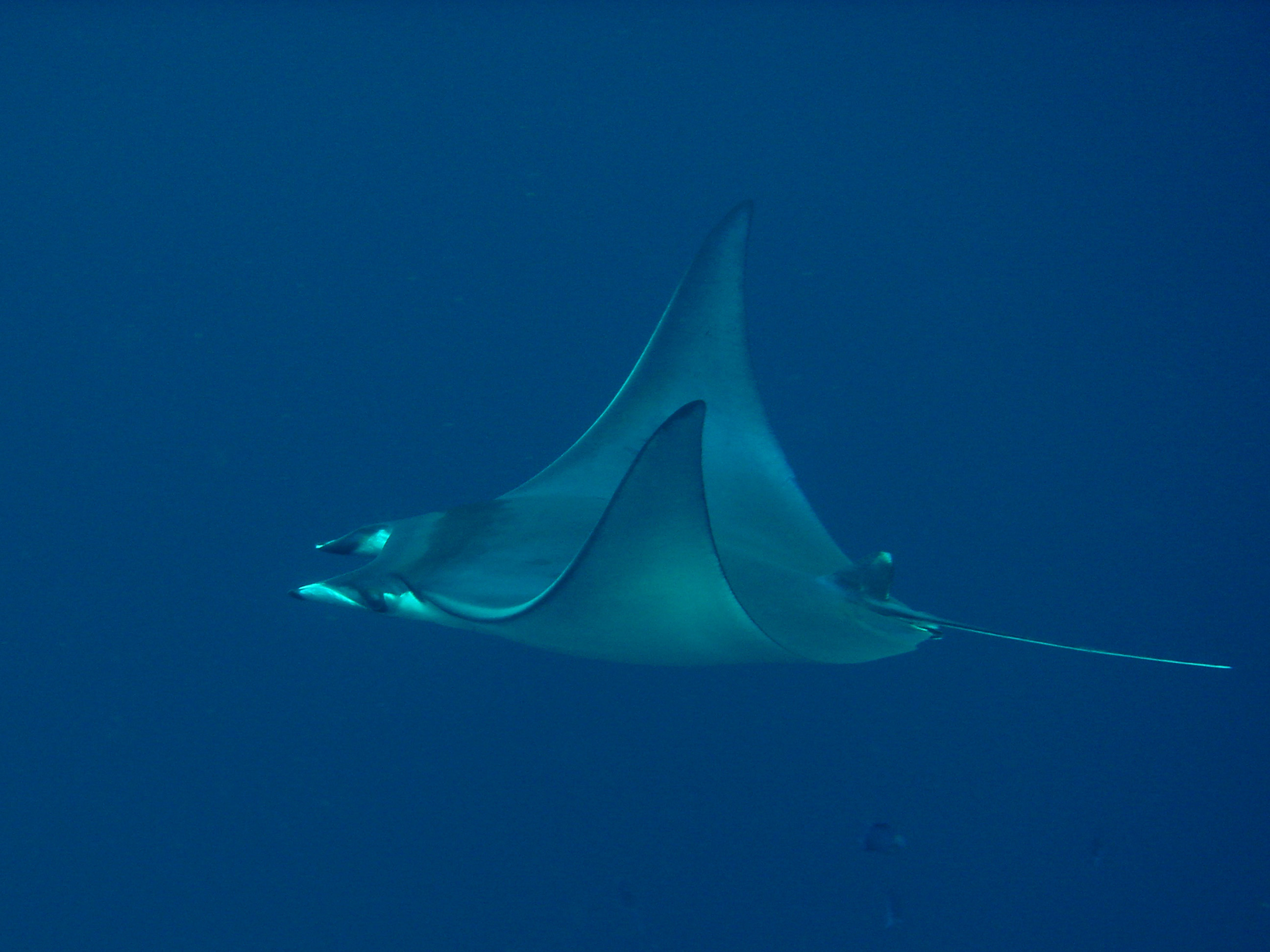ภาพ ปลา kuhlii (Mobula kuhlii)
