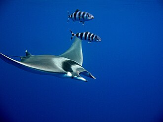 ภาพ ปลา mobular (Mobula mobular)