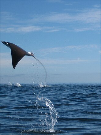 ภาพ ปลา munkiana (Mobula munkiana)