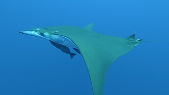 ภาพ ปลา tarapacana (Mobula tarapacana)