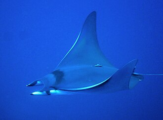 ภาพ ปลา thurstoni (Mobula thurstoni)