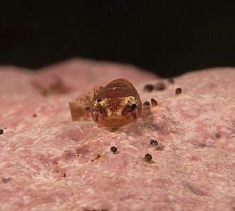 ภาพ ปลา minimus (Modicus minimus)