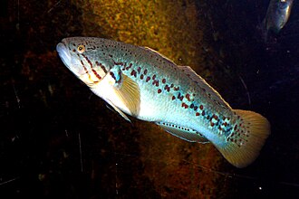 ภาพ ปลา adspersa (Mogurnda adspersa)