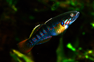 ภาพ ปลา mogurnda (Mogurnda mogurnda)