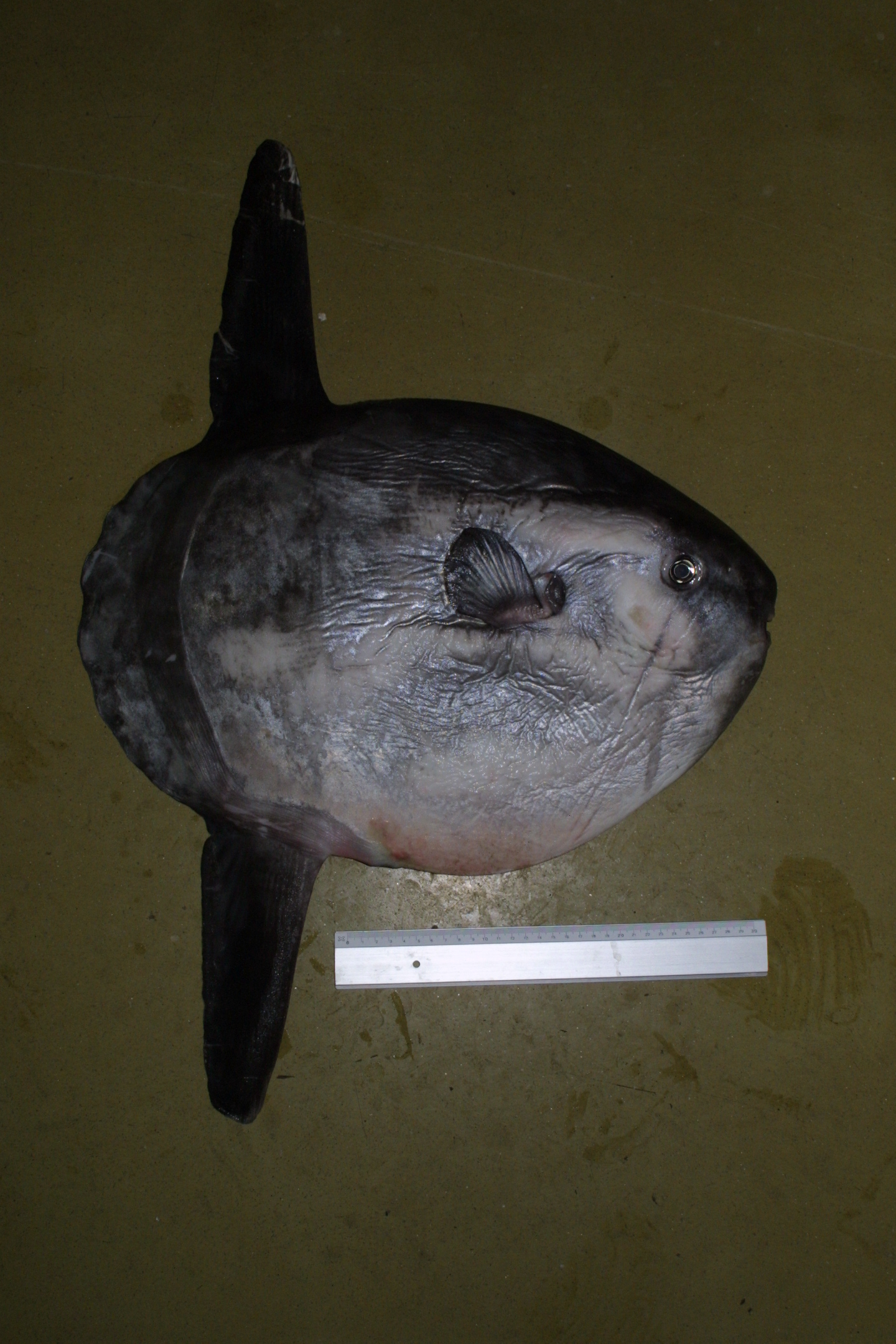 ภาพ ปลา mola (Mola mola)