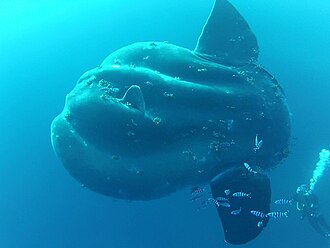 ภาพ ปลา ramsayi (Mola ramsayi)