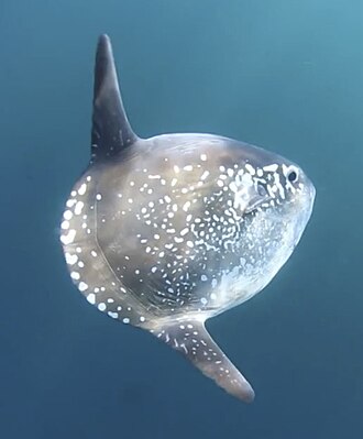 ภาพ ปลา tecta (Mola tecta)